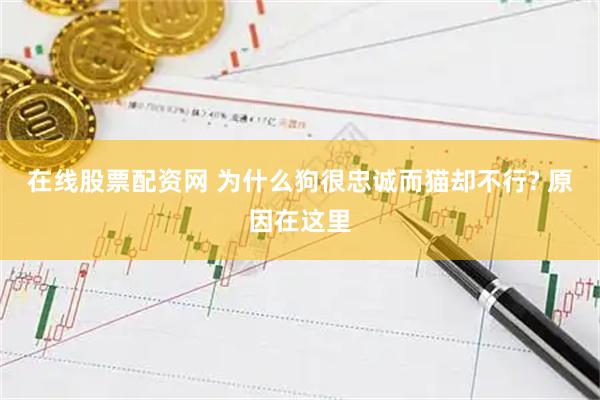 在线股票配资网 为什么狗很忠诚而猫却不行? 原因在这里